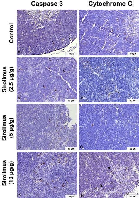 Immunohistochemical Staining Of Mouse Thymus Tissue With Caspase 3 And