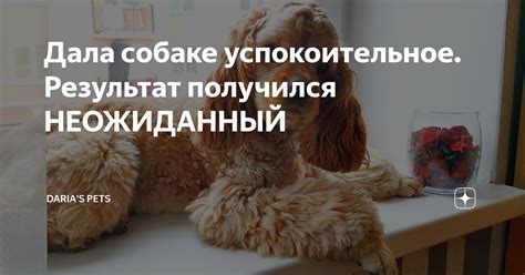 Дала собаке успокоительное. Результат получился НЕОЖИДАННЫЙ | Daria's ...