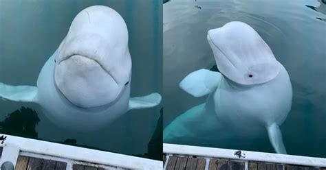 È morto Hvaldimir il beluga spia russa trovato senza vita in