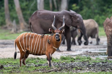 A bongo in Dzanga-Sangha