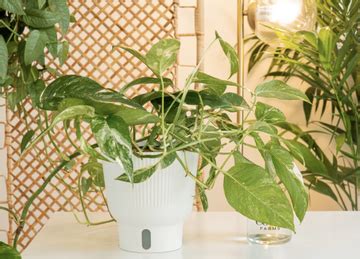 10 Indoor Climbing Plants That Will Help Elevate Your Home | Livingetc