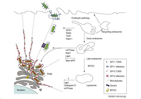 Membrane Dynamics And Spatial Distribution Of Salmonella Containing Vacuoles Trends In Microbiology