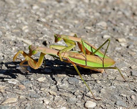 Love Bugs Praying Mantis Photograph By Kim Bemis Fine Art America