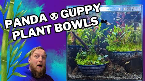 Super Simple Aquascaping Building A Wabi Kusa Inspired Guppy Aquarium