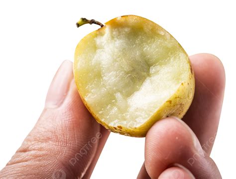 Hand Holding Winter Jujube Fruit Winter Jujube Fresh Fruit Food Png