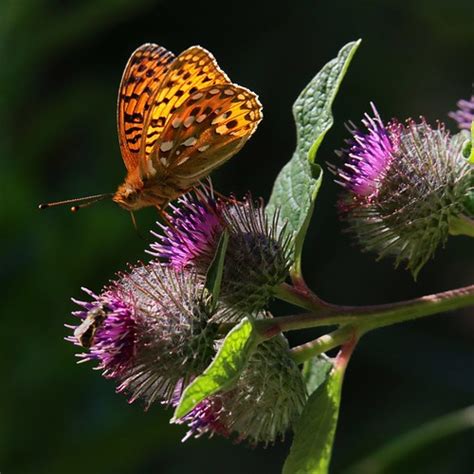 Dark Green Fritillary Speyeria Aglaja On Lesser Burdock Flickr