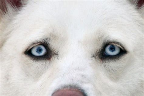 Albino German Shepherd: The Myths And The Facts Explained