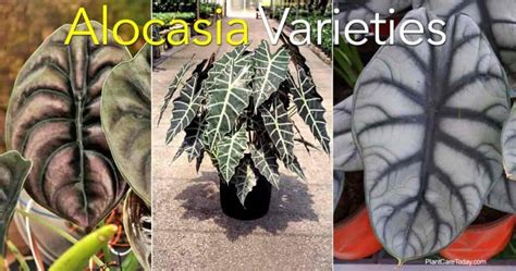 20+ Popular Alocasia Varieties To Grow and Collect