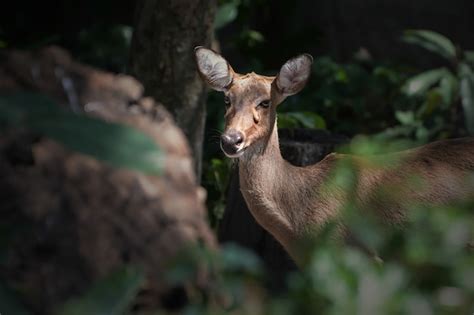 Premium Photo | White tailed deer in the forest