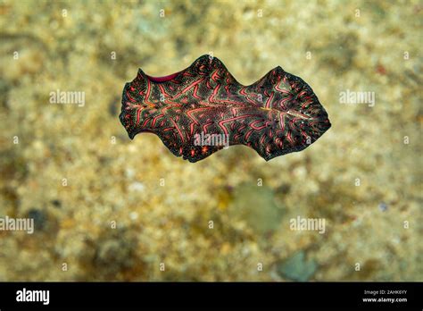 Bedfords Flatworm Pseudobiceros Bedfordi Is A Species Of Flatworm In