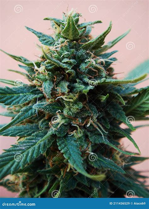 Female Cannabis Plant Also Known As Marijuana or Weed, in Flowering ...