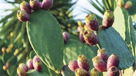 A Backyard is Transformed into a Family-Friendly Desert Oasis - Phoenix ...