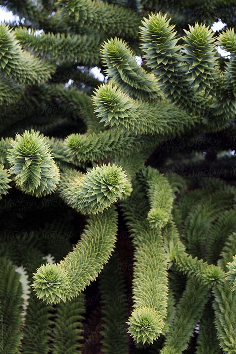 «The Living Fosil Araucaria Tree In Patagonia» del colaborador de ...