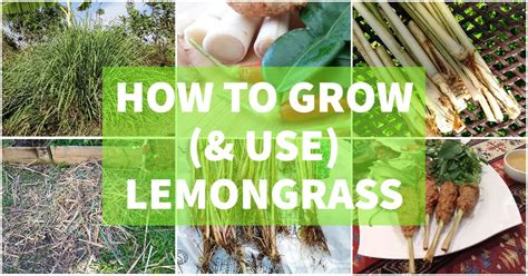 How To Grow Lemongrass