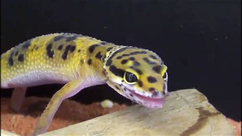 Ce petit gecko est terrifié par une mouche petit cri adorable