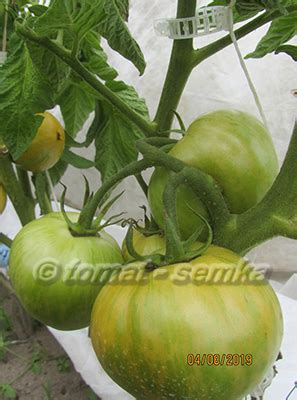 Томат-семка. Лучшие сорта томатов и перцев от Лидии Ганзен