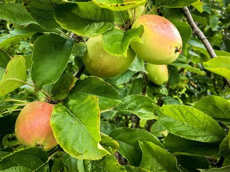 Apfel Obst Obstgarten Kostenloses Foto Auf Pixabay Pixabay