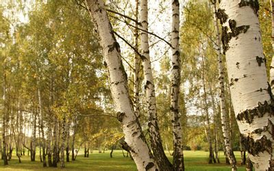 Native and Common Irish Trees - Woodside Nurseries