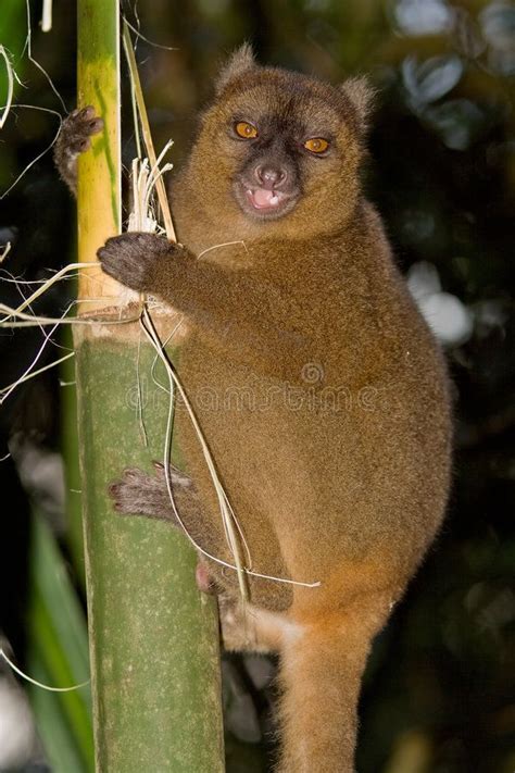 Greater Bamboo Lemur. Wild Greater Bamboo Lemur in Madagascar , # ...