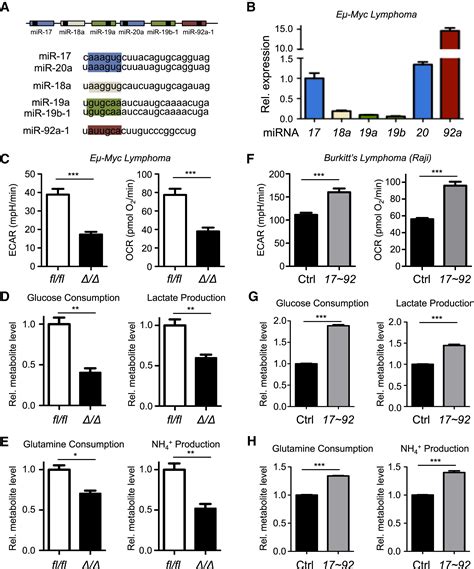 The Mir 17∼92 Microrna Cluster Is A Global Regulator Of Tumor Metabolism Cell Reports