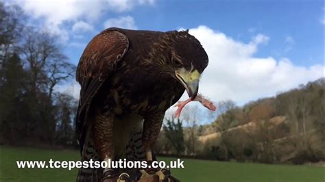 Harris Hawk Hunting Rabbits Youtube