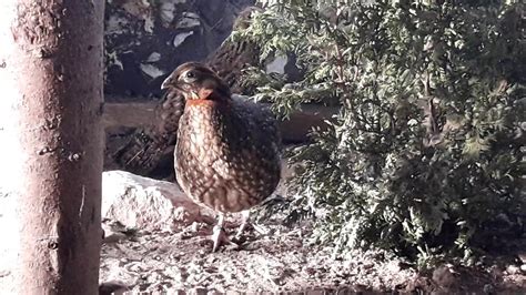 Tragopan Cabot Wpa Youtube