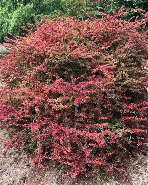 Berberis Thunbergii Golden Ring Berberis Thunbergii Gold Rim A