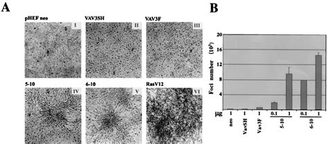 N Terminal Deletion Mutants Of Vav Induced Foci In Nih T Cells A