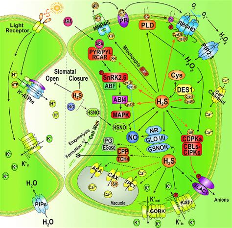 H 2 S Interacts With Other Signaling Molecules In The Guard Cell