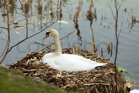 Swan at nest | Stock image | Colourbox