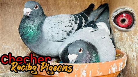 Racing Pigeons In Pakistan Kalapati Racer Pigeon Youtube