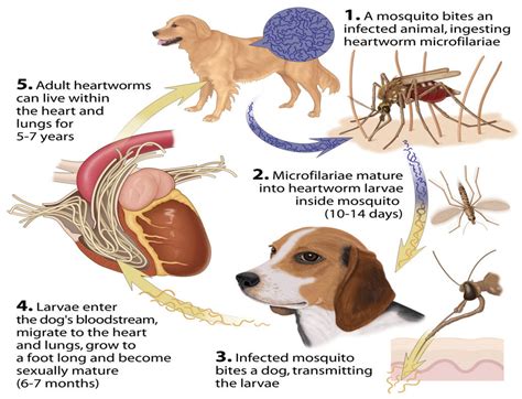 Canine Heartworm Life Cycle