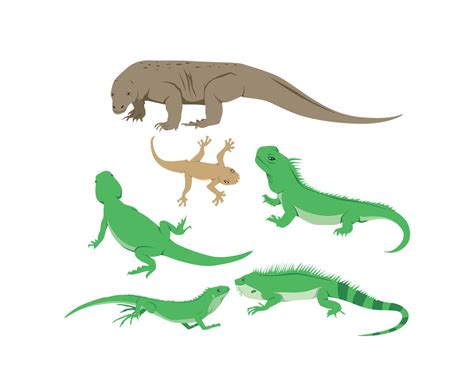 Various Lizards Vector Vector Art And Graphics