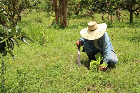 Cultivo Y Cosecha De Aguacates En La Región Orinoquía De Colombia