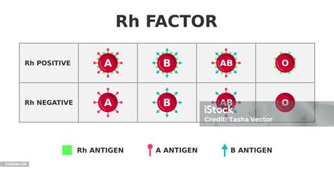 Ilustración de Sistema De Grupos Sanguíneos Del Factor Rh Rh Positivo ...