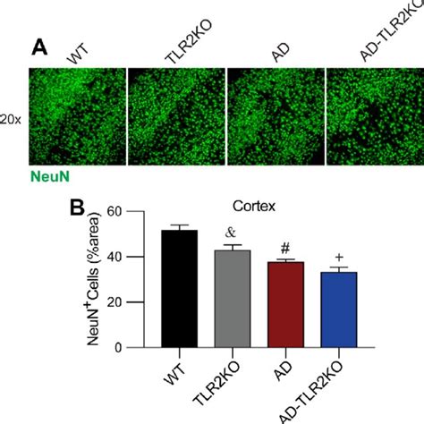 Levels Of Synaptophysin Syn And Psd In Mouse Brains A