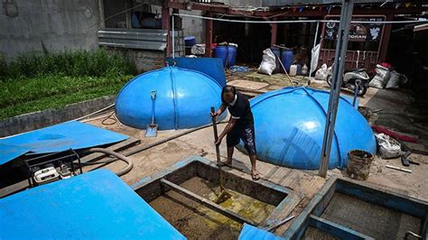 Pemanfaatan Kotoran Sapi Menjadi Energi Biogas Foto Tempo Co