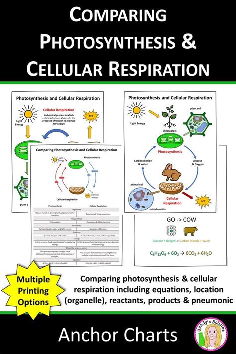 Comparing Photosynthss And Cellular Respirationation Worksheet With