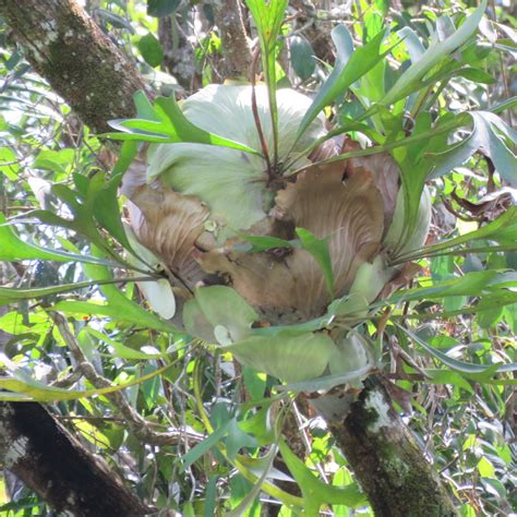 Helecho Asta De Ciervo Plantas Comunes En Medellín · Naturalista Colombia