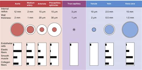 Arteries Veins And Capillaries Comparison