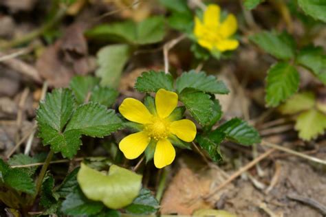 Strawberry Plants with Yellow Flowers – Strawberry Plants