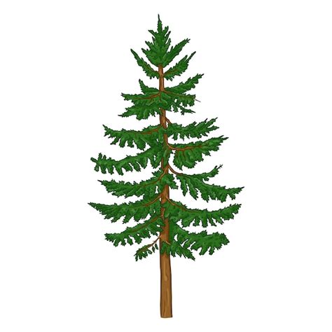 Premium Vector Vector Single Cartoon Spruce Evergreen Conifer Tree