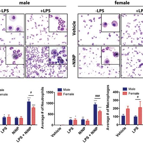 Inflammatory Cells In The Balf Of Male And Female Mice Days After