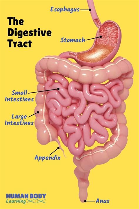 Fun Digestive System Facts for Kids That Might Surprise You