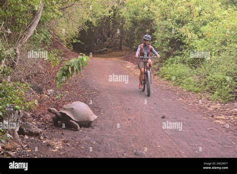 Racing La Tortuga Gigante De Gal Pagos Chelonoidis Nigra Isla