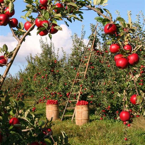 History Of Fruit Production Frueko