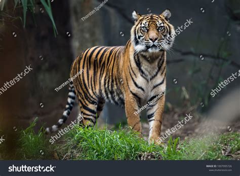 6,679 Tigre De Sumatra Images, Stock Photos & Vectors | Shutterstock