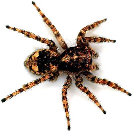 Arachnid Eight Legged Invertebrates Animal Pictures And Facts