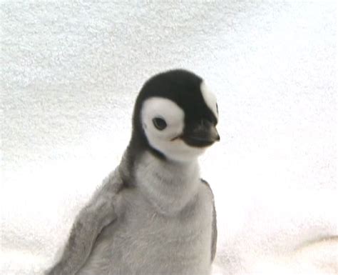 The Search For Paul Penguin: Seaworld San Diego's Baby Penguin