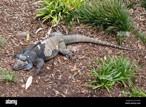 Iguana shedding skin hi-res stock photography and images - Alamy